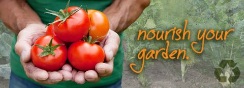 A man holding healthy, bright-red tomatoes. Nourish your garden with Milorganite fertilizer. 