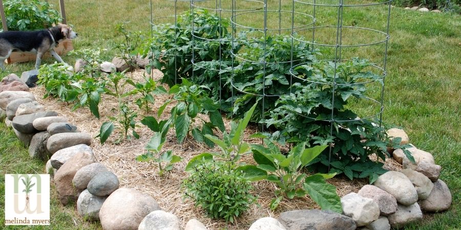 rocks around veggies garden