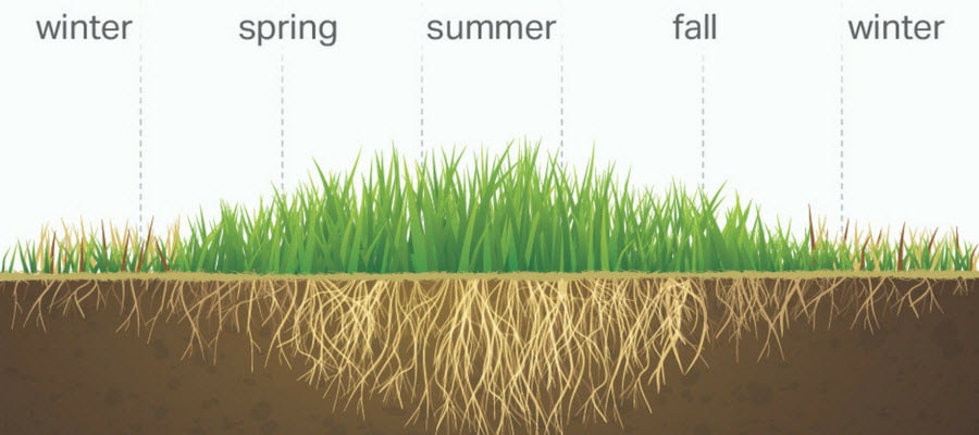 warm season grasses and root length throughout the year