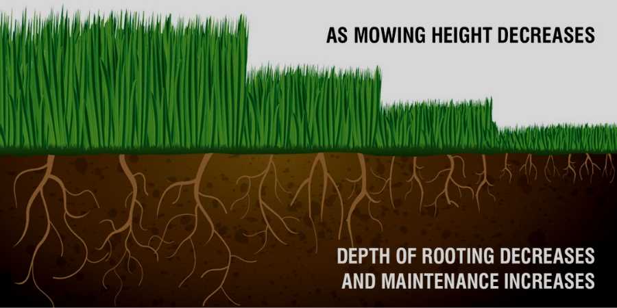 mower height affects grass roots