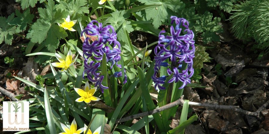 hyacinths and tulips