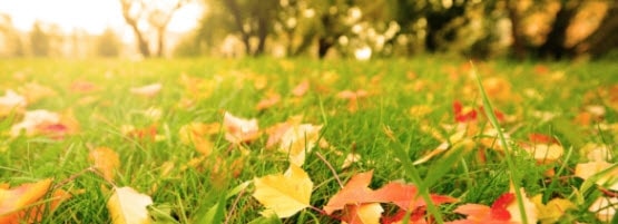 Lawn_leaves555x201-min.jpg