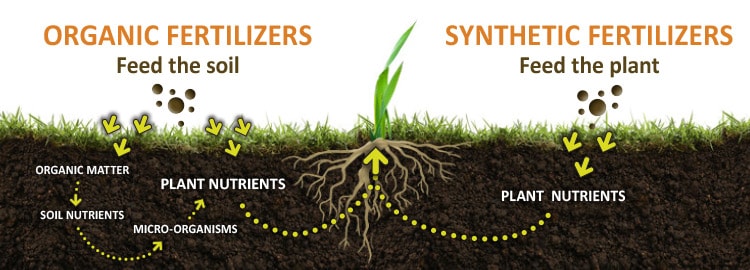 Illustration of organic and synthetic fertilizers feeding the soil vs plant and how the nutrients reach the roots