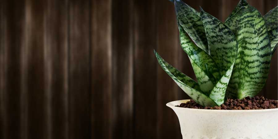 indoor gardening plant in white pot