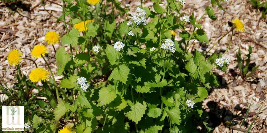 Garlic Mustard Invasive Plant.jpg