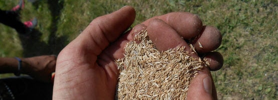 Hand-Seed_555x201jpg-min.jpg