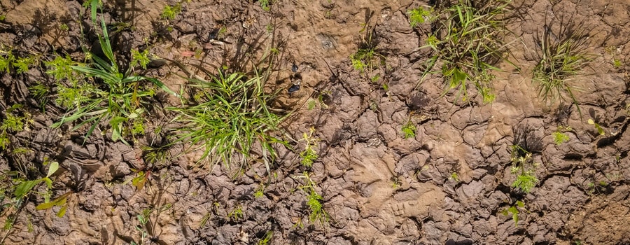 Bare Soil with Weeds and very little grass