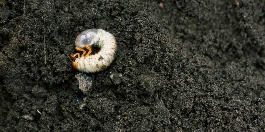 image of a lawn grub