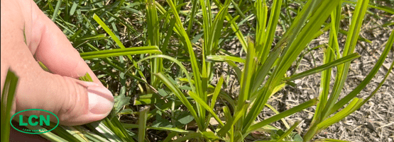 LCN_Summer_Lawn_hand_on_weed__555x201-min.png