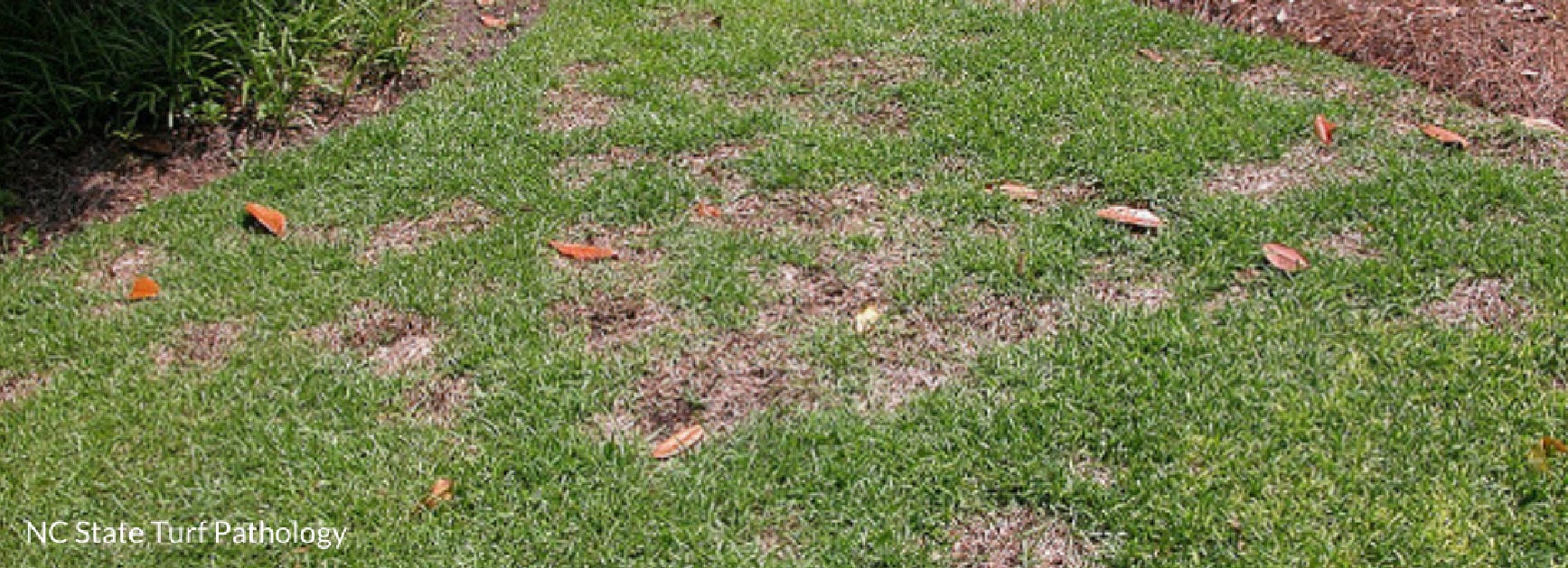 dollar spot grass disease