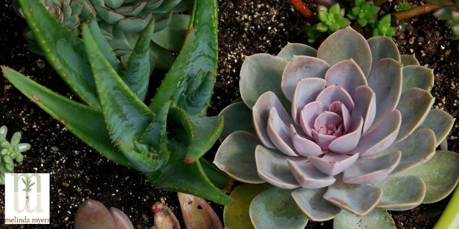 aloe vera and ball succulent in container