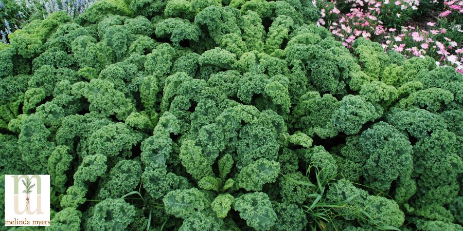 Kale in landscape