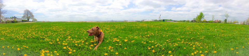 Dandelions and a dog in the lawn