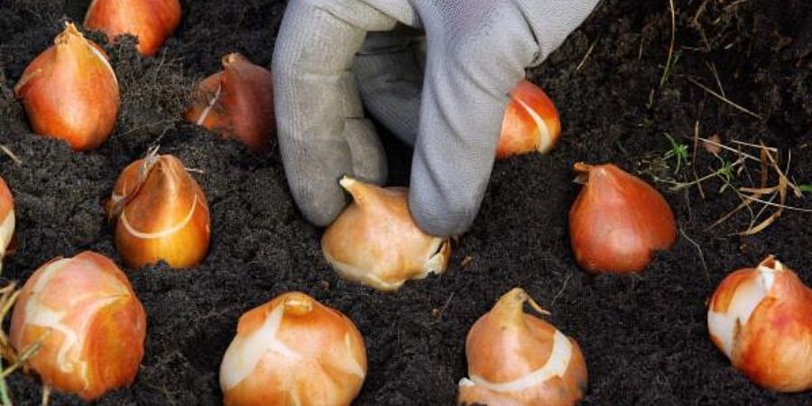 fall bulbs planted in ground