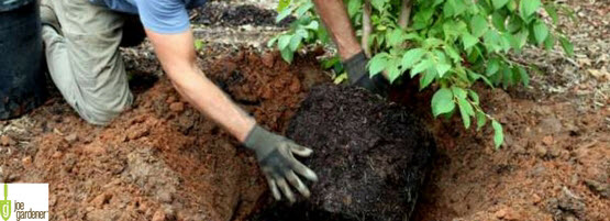 PlantingTreeJG555x201-min.jpg