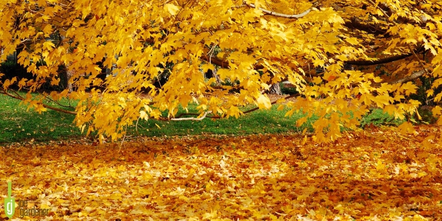 Yellow leaves on a tree and lawn in fall