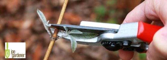 jg_common_pruning_mistakes_555_x_201_px.webp
