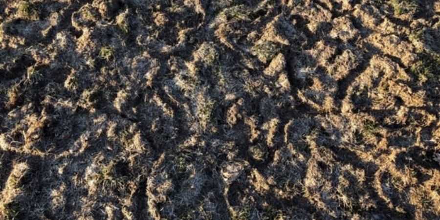 Mole Damage in a New Lawn Started From Scratch