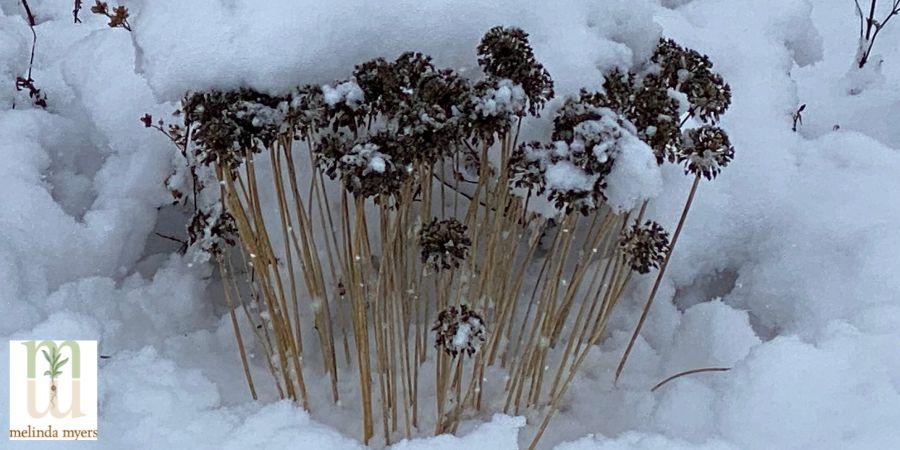 seed heads in winter