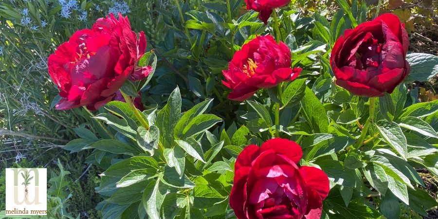 MM flower care peony no stalking needed  900x450-min.jpg