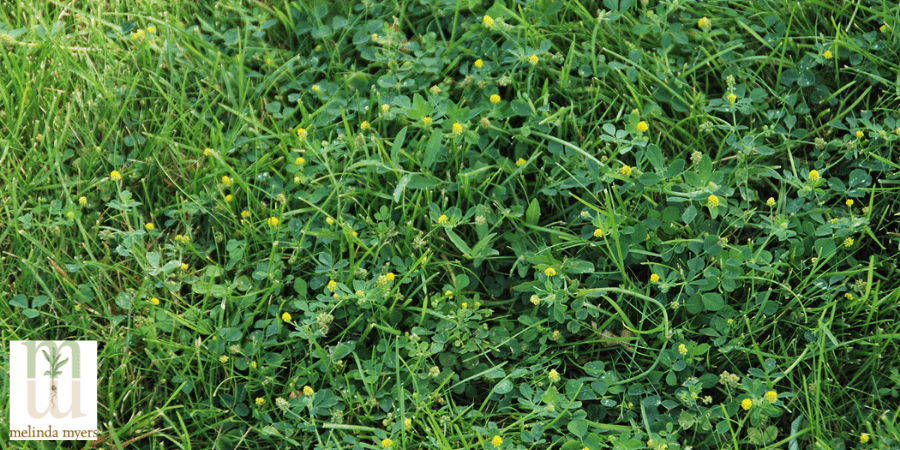 Black Medic weed in lawn