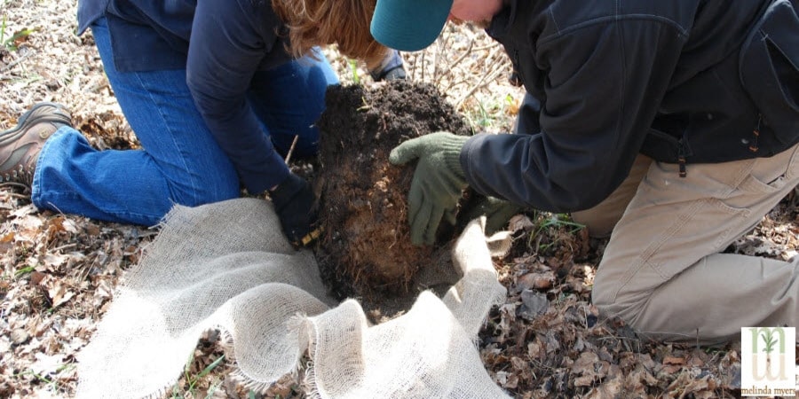 Transplanting a Shrub