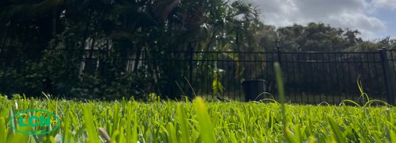 LCN_fall_warm_season_lawn_care_thumbnail_555x201-min.jpg