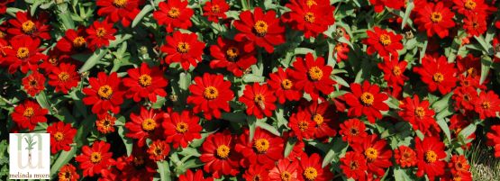 MM_Easy_Care_Plants_Zinnia_555_x_201_px-min.jpg