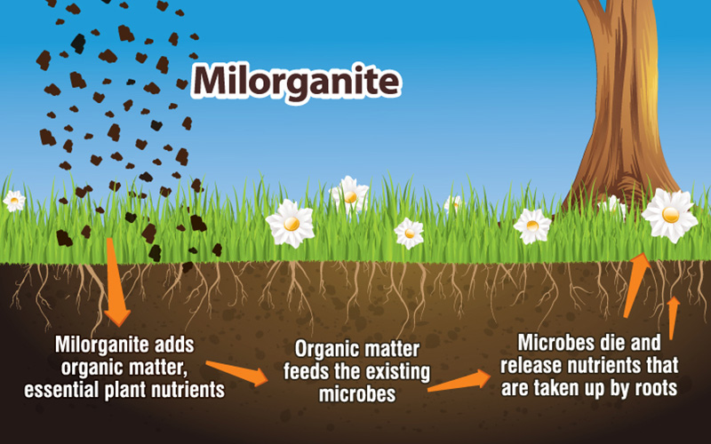 how milorganite works graphic