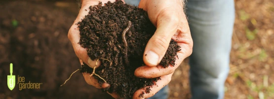 earthworm_in_soil_jg_900x450_555_x_201_px.webp