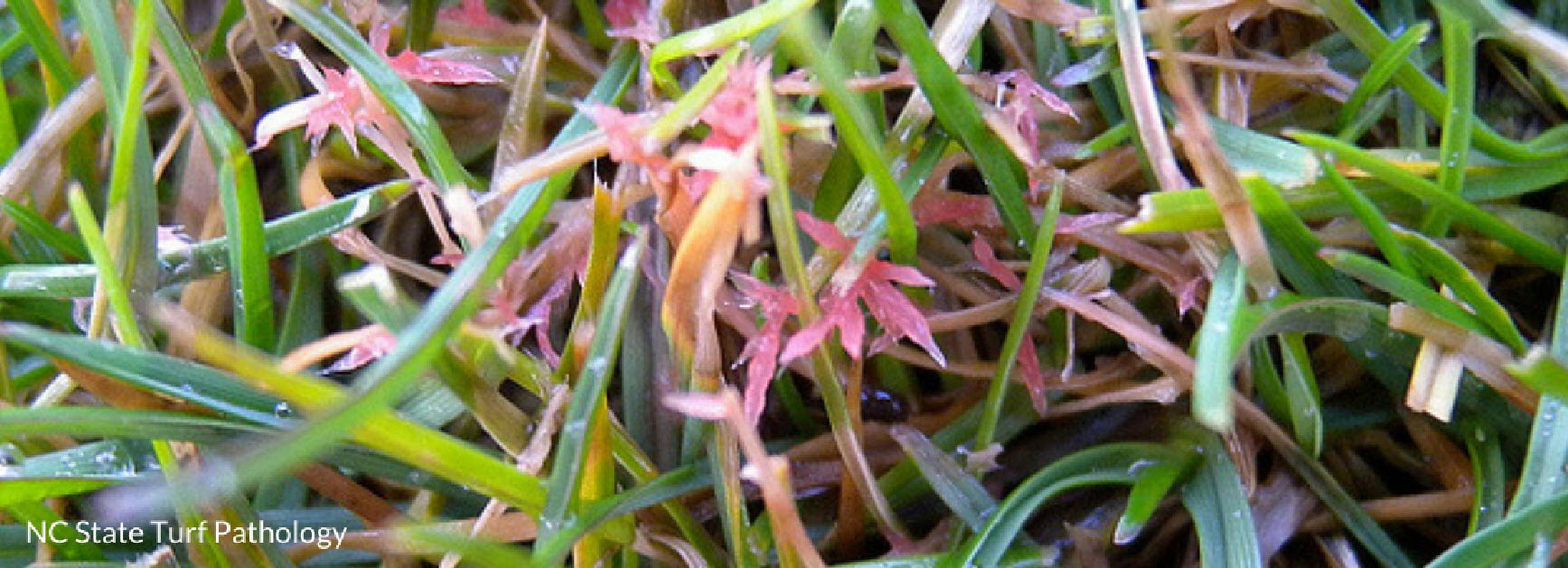 Red thread grass disease