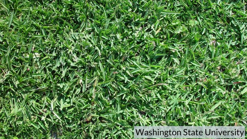 Buffalograss washington state university