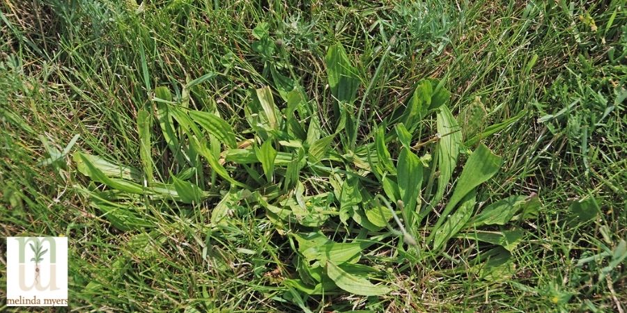 plantain weed in lawn