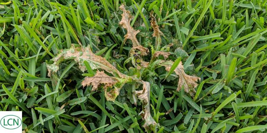 a weed in grass with eco-friendly weed control