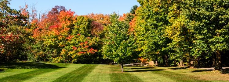 grass and trees with fall leaves changing color