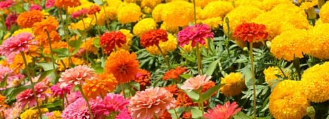 Many brightly colored flowers in a flower garden.