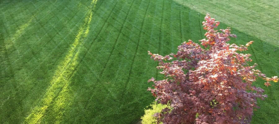 Lawn with mowing pattern