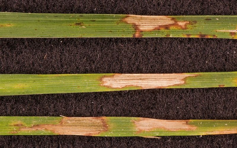 browned grass blades with disease