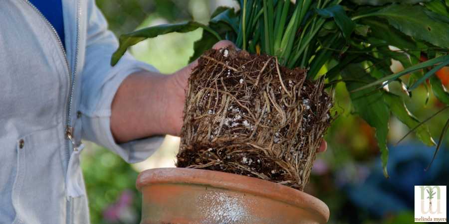 Melinda Myers Indoor Garden Moving Plants