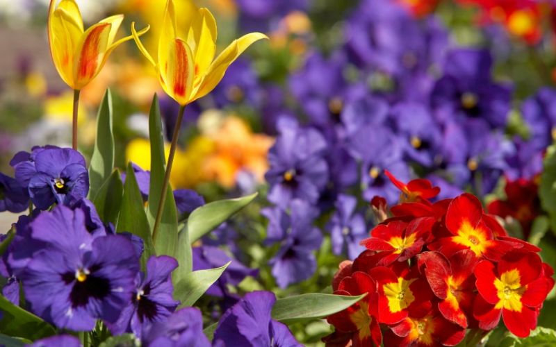 purple and red flowers