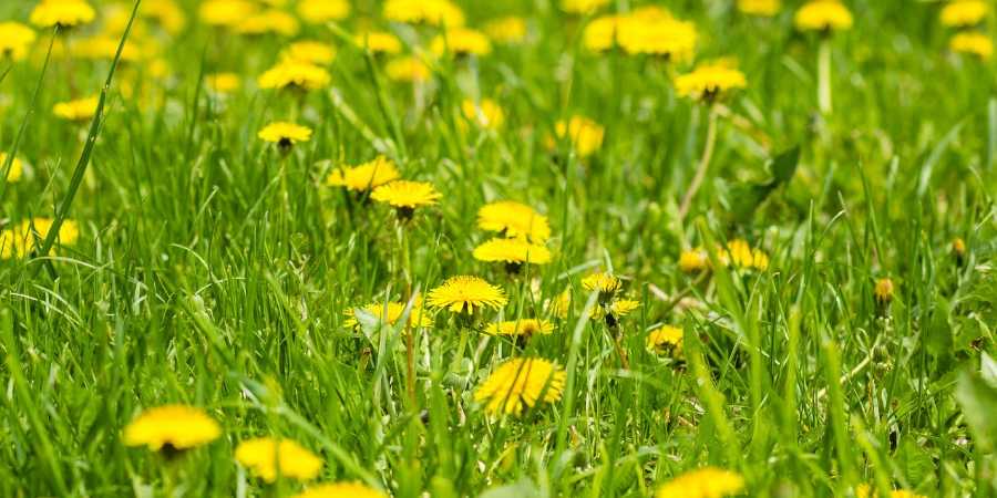 dandelions in grass