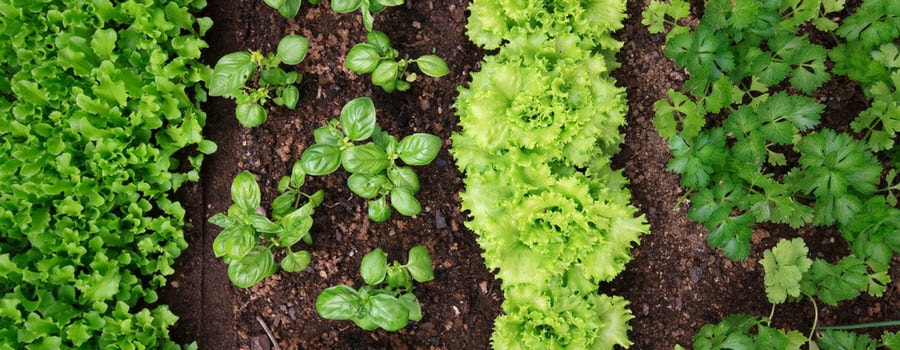 Vegetable Garden Rows