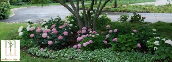 MM_Whats_Wrong_Hydrangea_Thumbnail_555x201-min.jpg