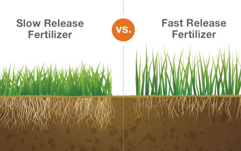 graphic showing slow release fertilizer provides deeper grass roots than fast release fertilizer
