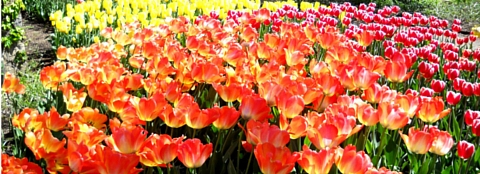 Tulips Brightly colored tulips in a flower garden.