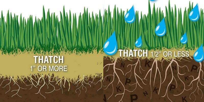 Thatch illustration of 1 inch and more and also 1/2 inch or less