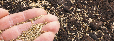 hand holding seed over dirt