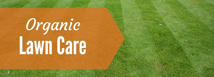 Organic lawn care with a striped green lawn