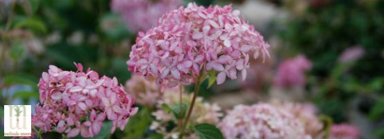 MM_Selection_Care_Hydrangea_Thumbnail_555x201-min.jpg