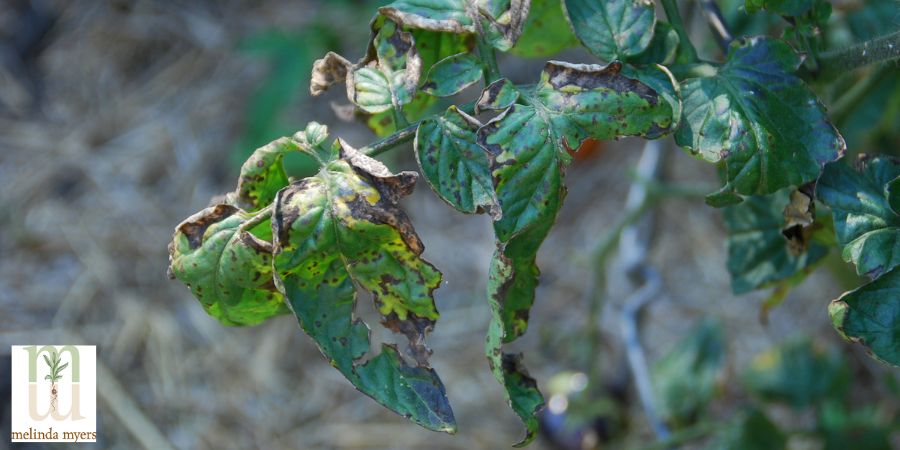 leaf spot on tomato